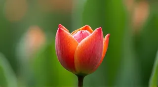 The Unfolding Bloom: Embracing Emergent Narrative Structures